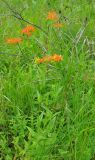 Lychnis wilfordii. Цветущие растения. Приморье, Сихотэ-Алинь, устье р. Джигитовка. 04.08.2012.