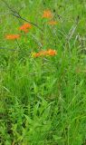 Lychnis wilfordii