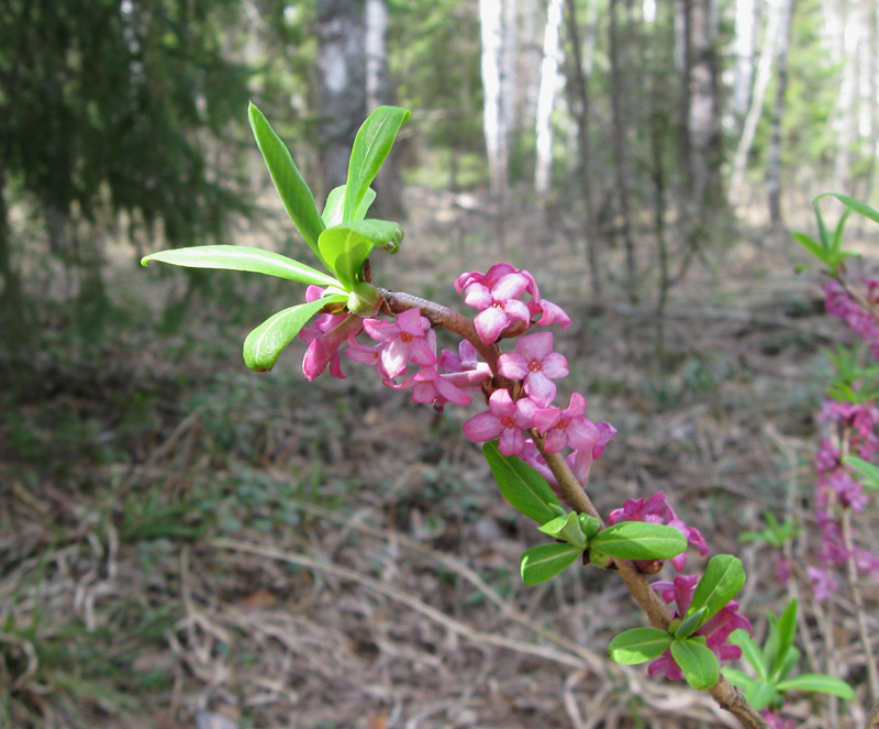 Изображение особи Daphne mezereum.