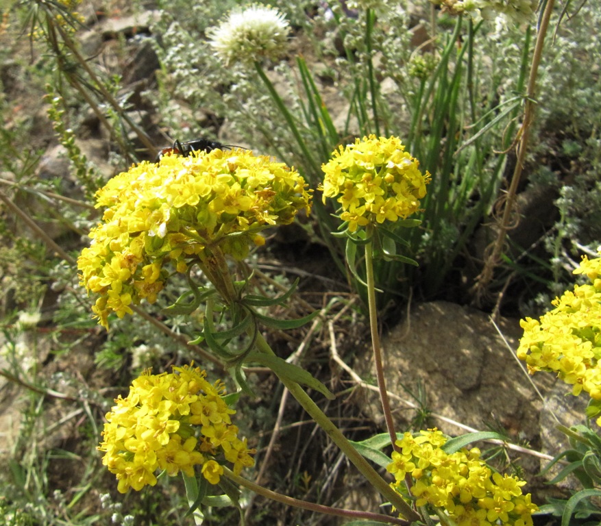 Изображение особи Patrinia rupestris.