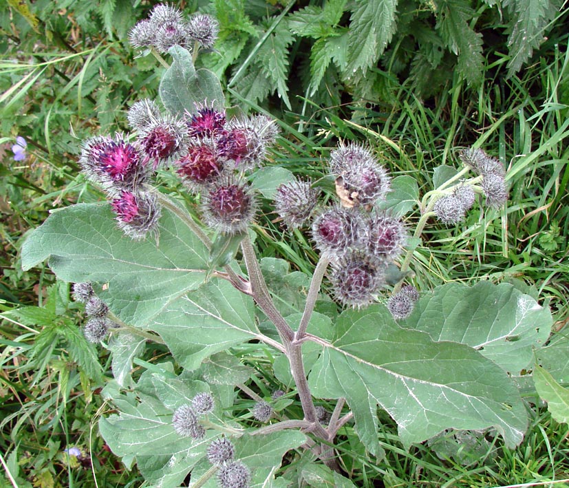 Изображение особи Arctium tomentosum.