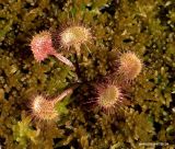 Drosera rotundifolia