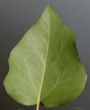 Hedera variety arborescens