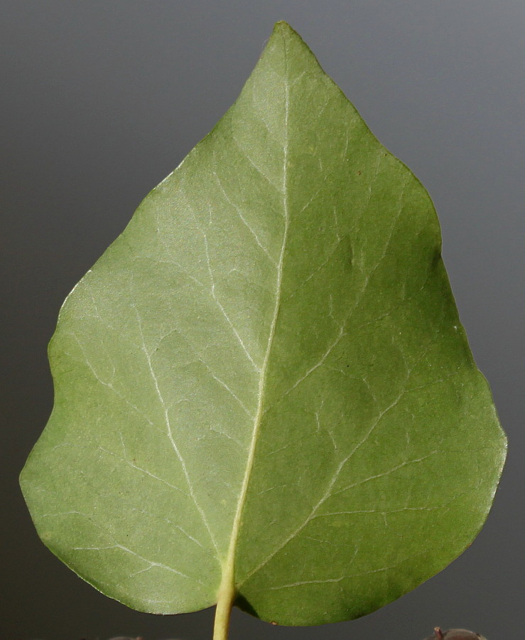 Изображение особи Hedera helix var. arborescens.