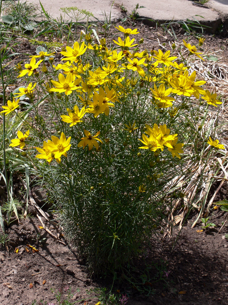 Image of Coreopsis verticillata specimen.