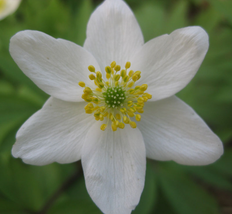 Image of Anemone nemorosa specimen.