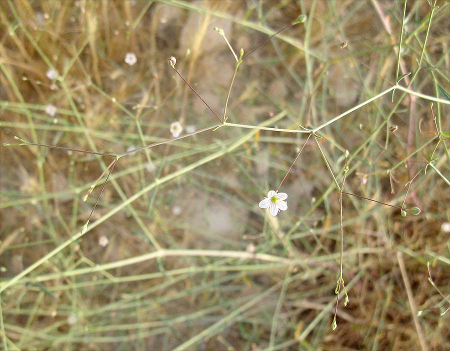 Изображение особи Gypsophila capillaris.