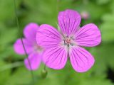 Geranium palustre