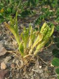 Sclerochloa dura. Растение с бутонами. Крым, Ялта, Грузпорт, выбитый участок с рудеральной растительностью. 29 апреля 2013 г.