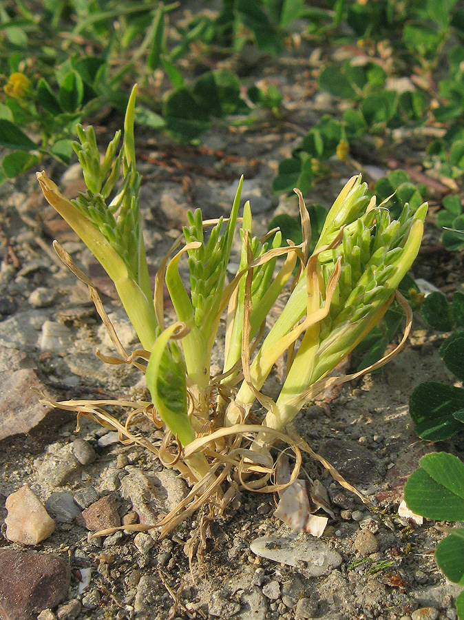 Image of Sclerochloa dura specimen.