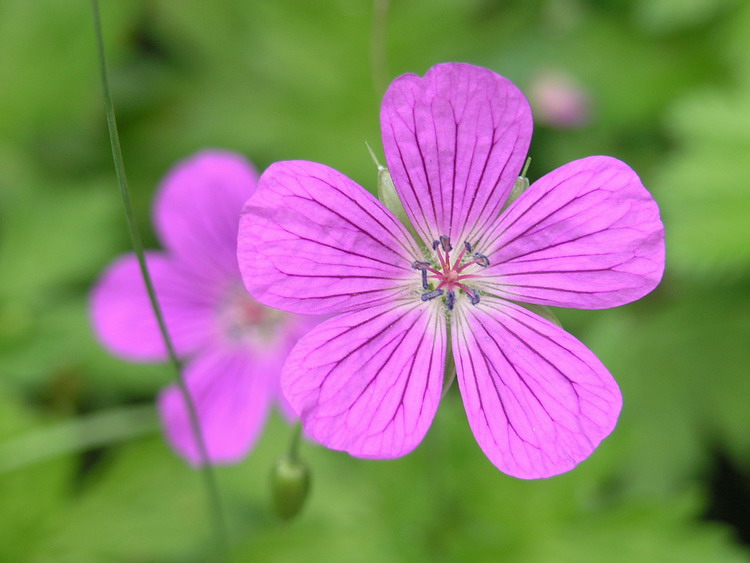 Изображение особи Geranium palustre.