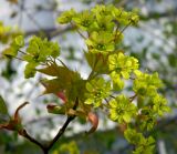 Acer platanoides