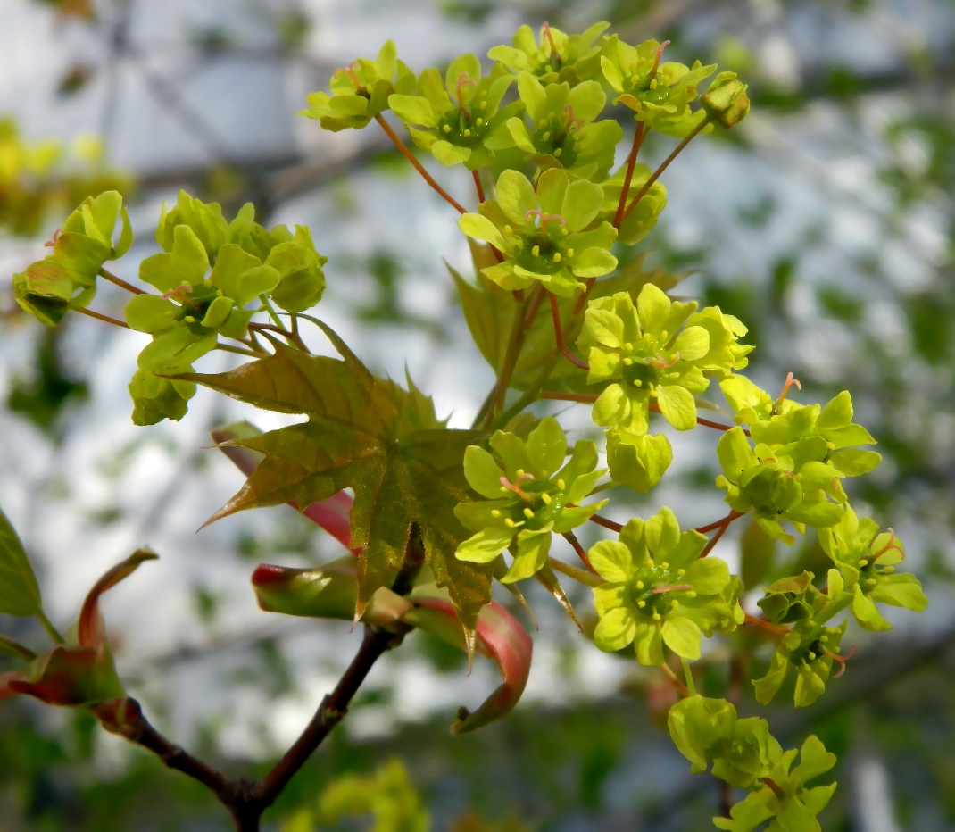 Image of Acer platanoides specimen.