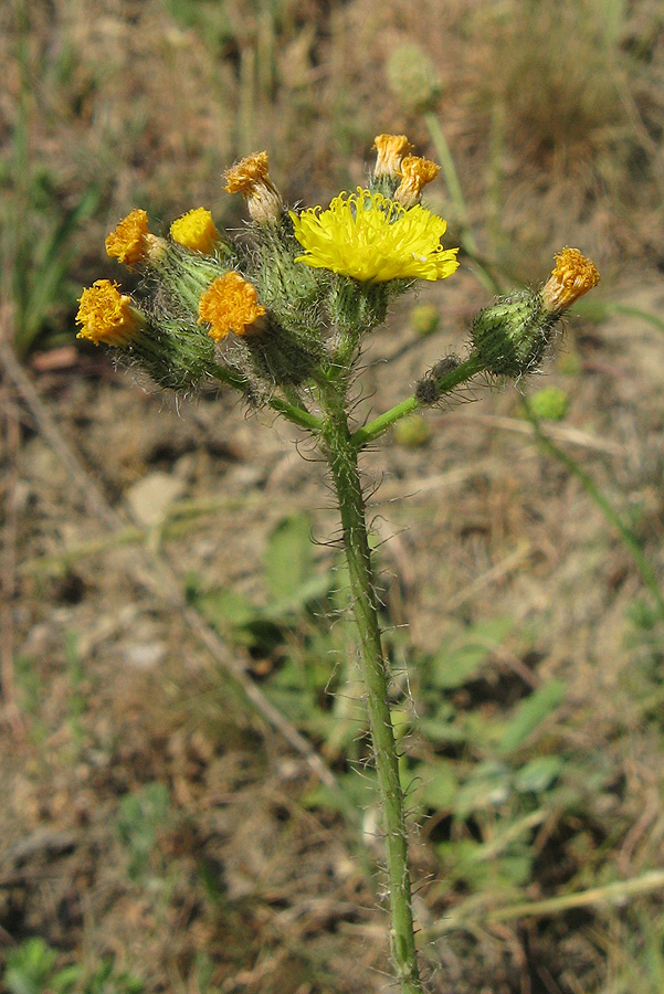Image of genus Pilosella specimen.