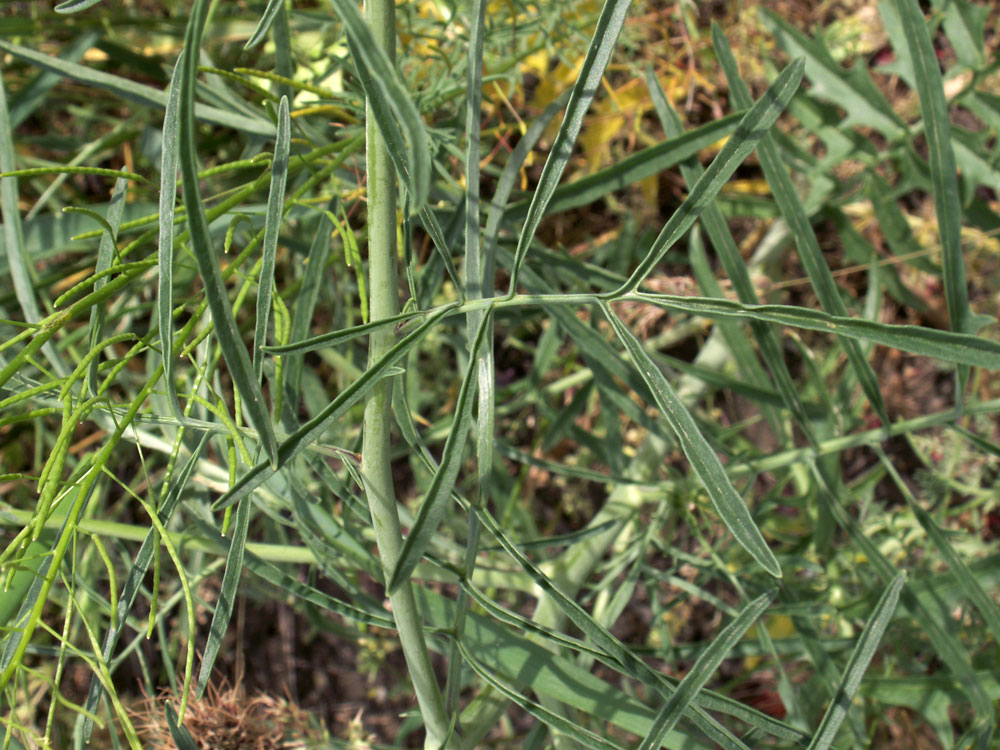 Image of Sisymbrium altissimum specimen.