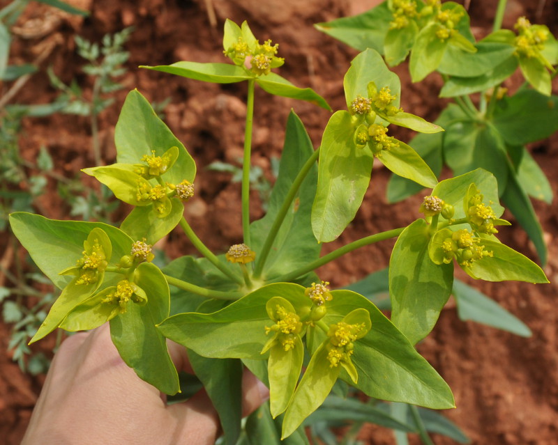 Image of Euphorbia heteradena specimen.