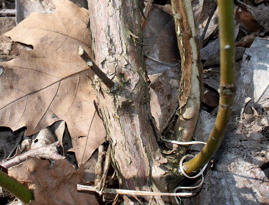 Image of Vaccinium corymbosum specimen.