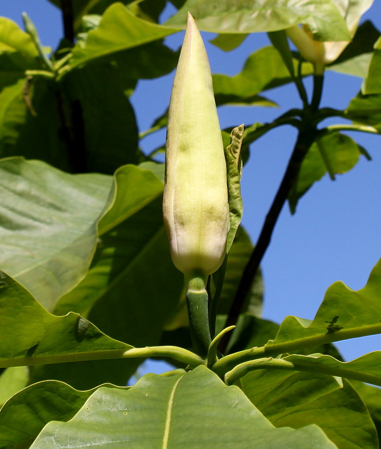 Image of Magnolia tripetala specimen.