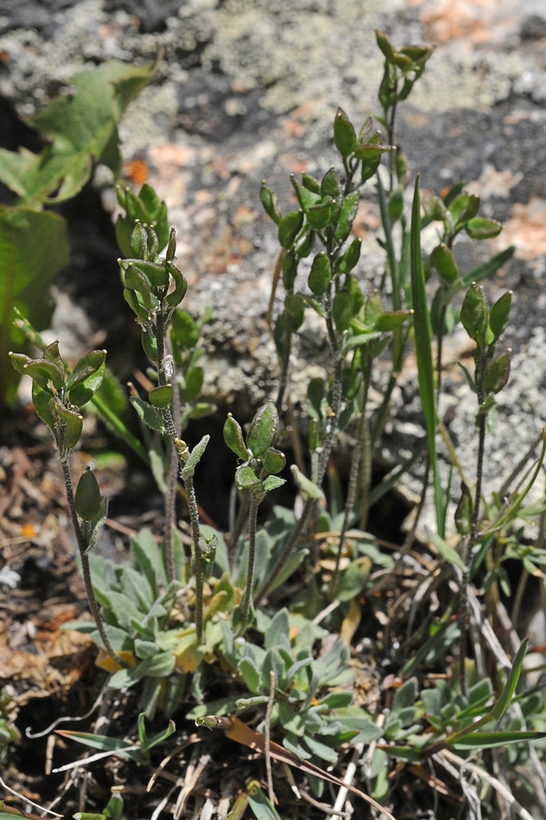 Изображение особи Draba lasiophylla.