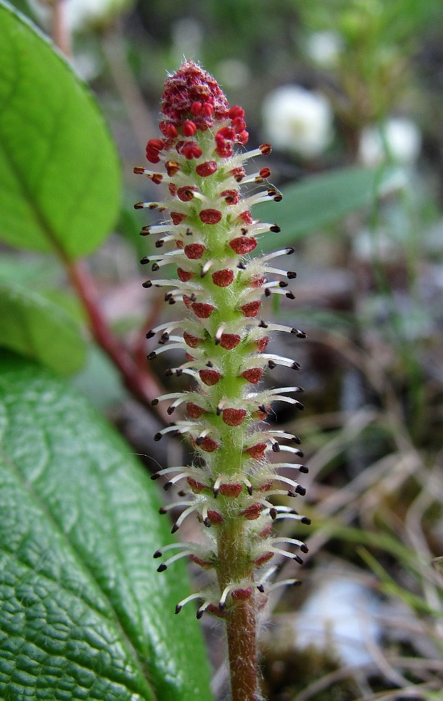 Image of Salix reticulata specimen.