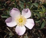 genus Rosa