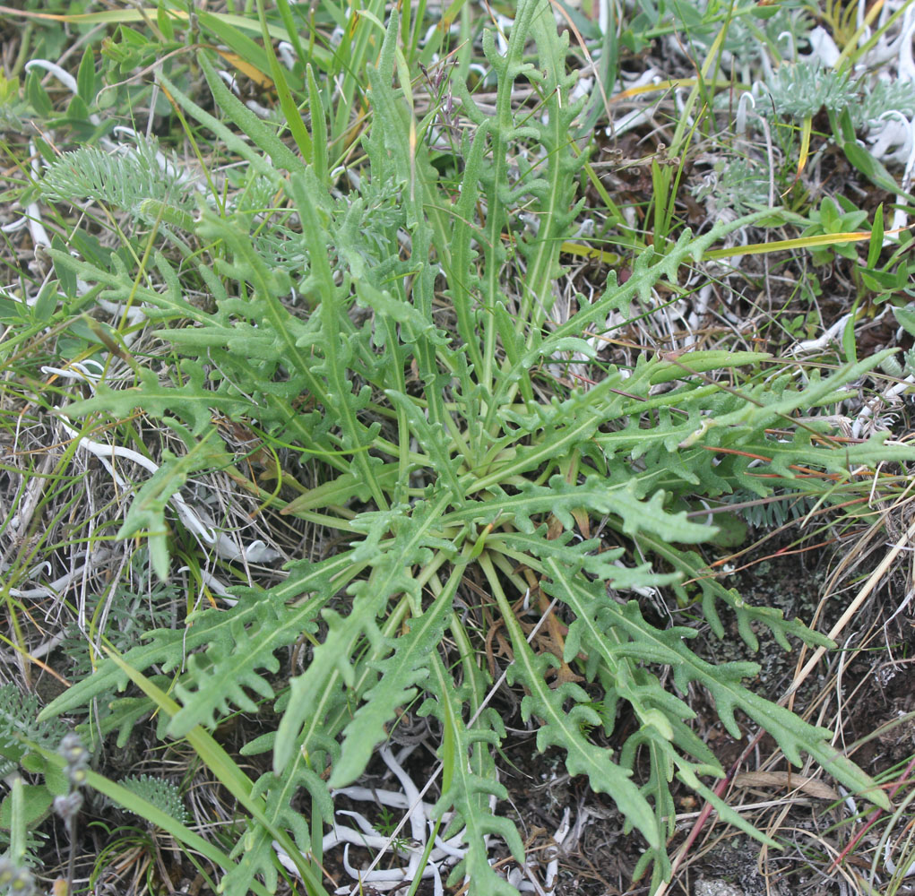 Image of Jurinea iljinii specimen.