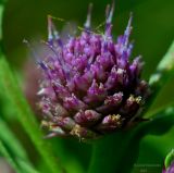 Sphaeranthus strobilifer. Соцветие. Астраханская обл., Володарский р-н, окр. с. Ямное, ООПТ \"Бугор Змеиный\", пойменный луг. 20.07.2013.