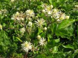 Clematis vitalba