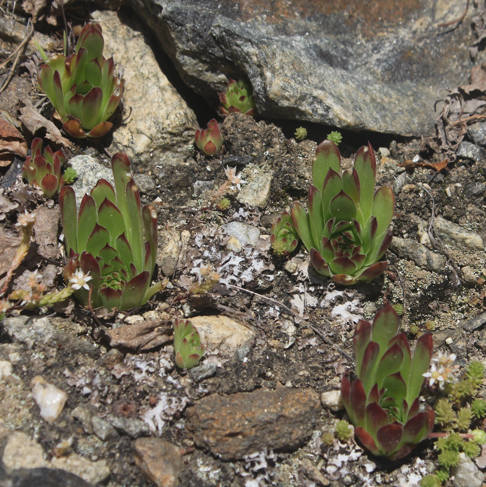 Изображение особи Sempervivum caucasicum.