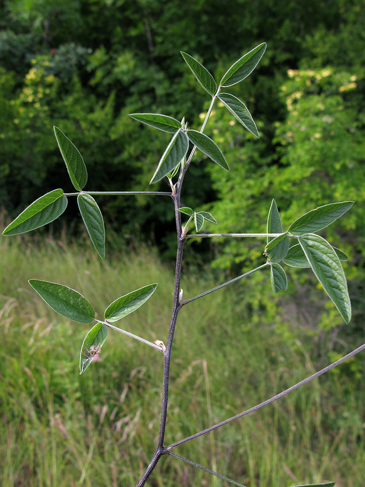 Изображение особи Psoralea bituminosa ssp. pontica.