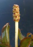 Potamogeton × cognatus