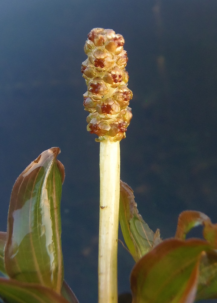 Image of Potamogeton × cognatus specimen.