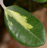 Metrosideros excelsa
