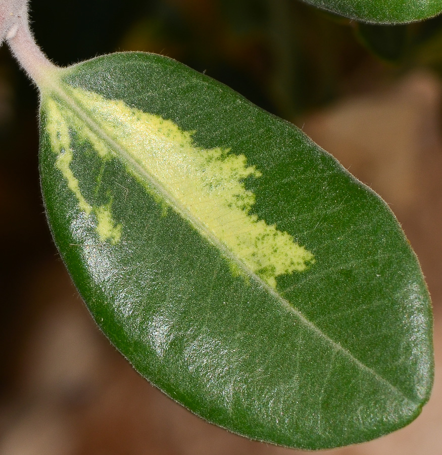 Image of Metrosideros excelsa specimen.