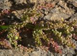 Rumex arifolius