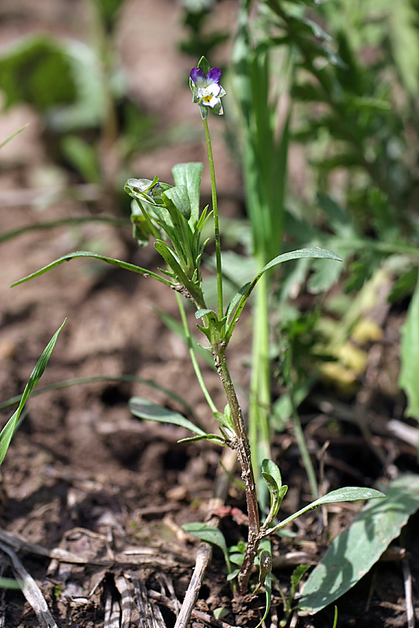 Изображение особи Viola occulta.