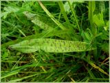 Dactylorhiza baltica. Лист. Псковская обл., Новосокольский р-н, окр. дер. Гостилово. 15 июня 2009 г.