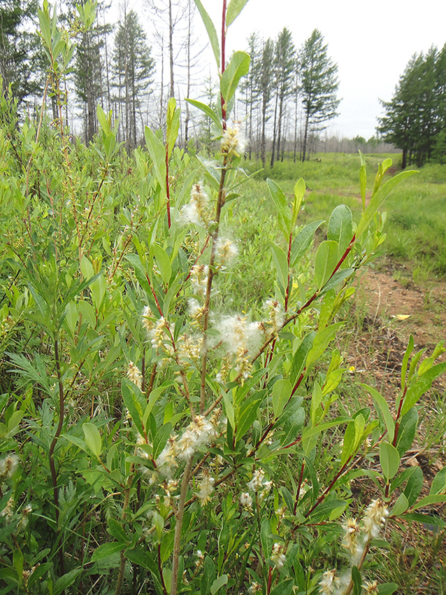 Image of Salix rhamnifolia specimen.