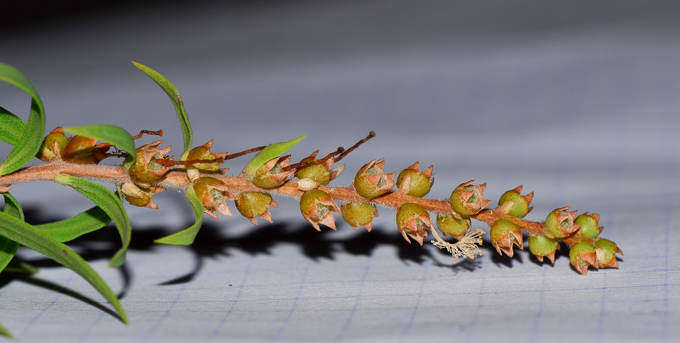 Изображение особи Melaleuca linariifolia.