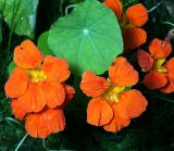 Tropaeolum majus. Цветки. Московская обл., Раменский р-н, окр. дер. Хрипань, садовый участок. 03.08.2013.