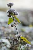 Clinopodium vulgare