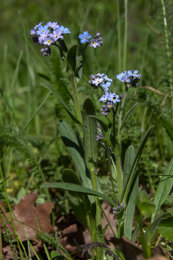 Image of Myosotis popovii specimen.