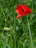 Papaver rhoeas