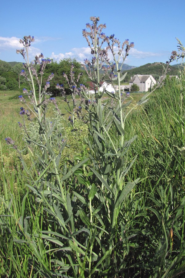 Image of Anchusa leptophylla specimen.