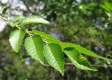 Ulmus pumila. Побег с листьями. Республика Татарстан, г. Бавлы, парк. 26.06.2009.