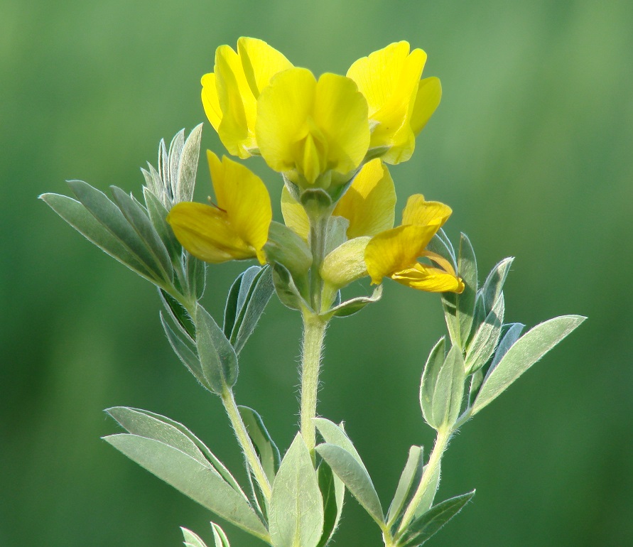 Изображение особи Thermopsis lanceolata.