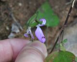 Dicliptera effusa