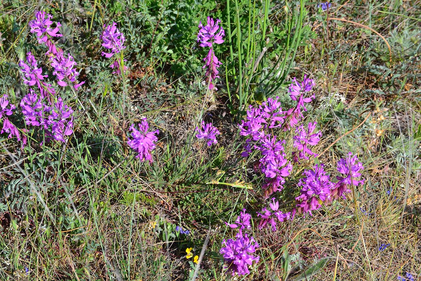 Изображение особи Polygala major.