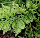 Polypodium interjectum