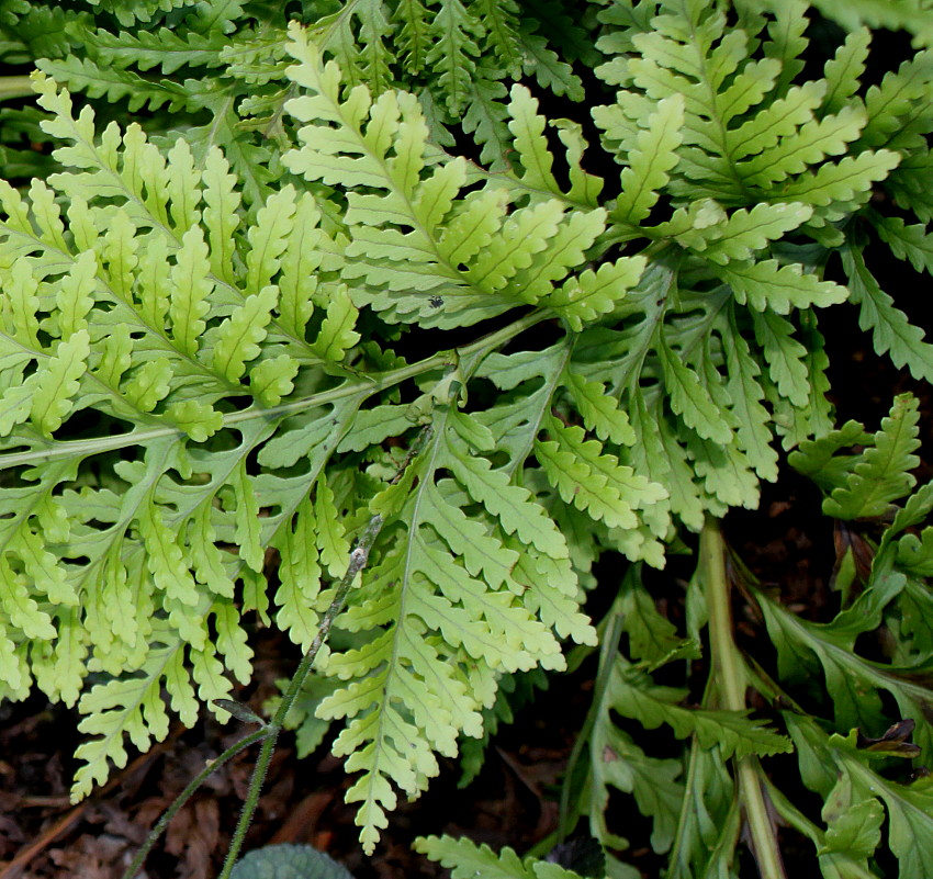 Image of Polypodium interjectum specimen.
